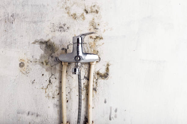 Best Toxic Mold Removal  in Mallory, WV