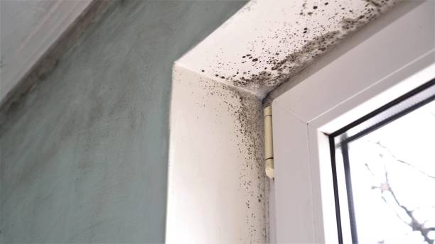 Best Fast Mold Removal  in Mallory, WV