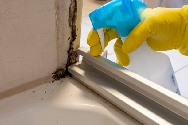 Best Mold Remediation  in Mallory, WV