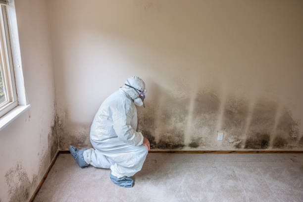 Mold Removal Process in Mallory, WV