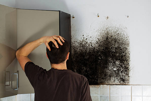 Best Mold Remediation Experts  in Mallory, WV